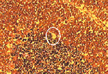 Single-Cell RT-PCR of Laser Capture-Microdissected Purkinje Cells Single-Cell RT-PCR of Laser Capture-Microdissected Purkinje Cells